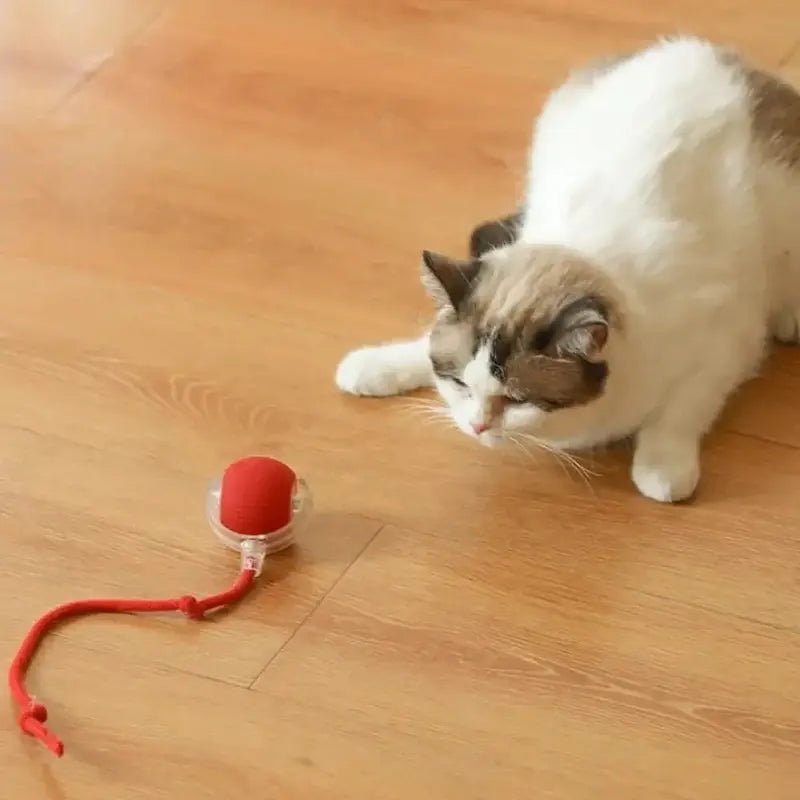 Balle magique pour chat - Lumières & mouvement | FéliMagic