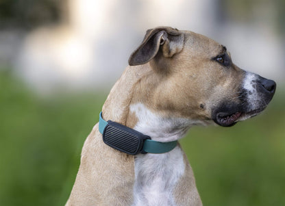 Collier GPS pour chien sans abonnement