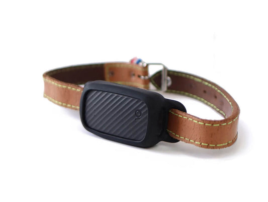 Collier GPS pour chien sans abonnement